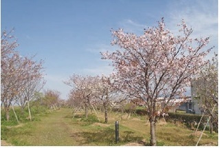 本名川桜